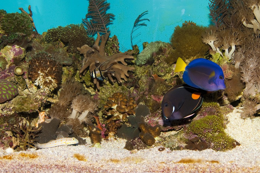 Coral Fish Landscape in Saltwater Aquarium